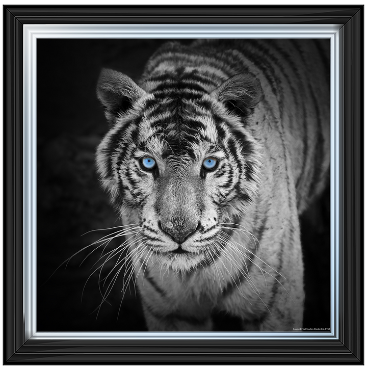 AN001 Blue Eyes Tiger