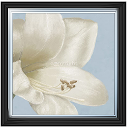 FL017 White amaryllis I