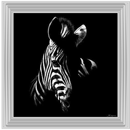 Wildlife Scratchboards V