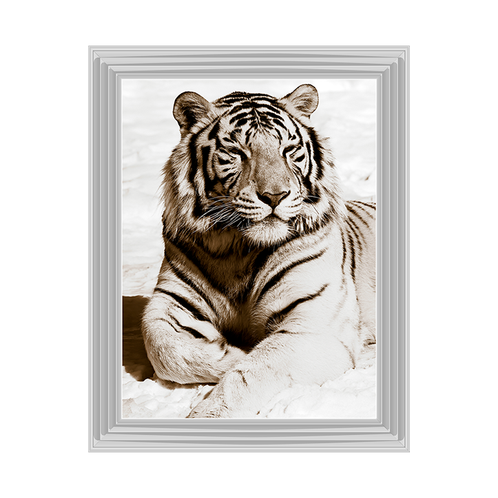 AN043 African Animals Series - Tiger A