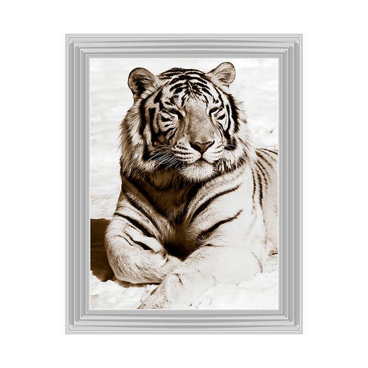 AN043 African Animals Series - Tiger A