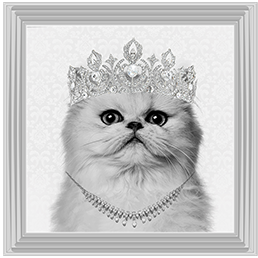 Cat AN057