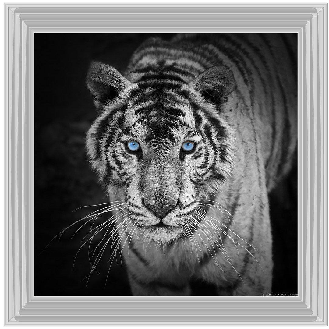 AN001 Blue Eyes Tiger