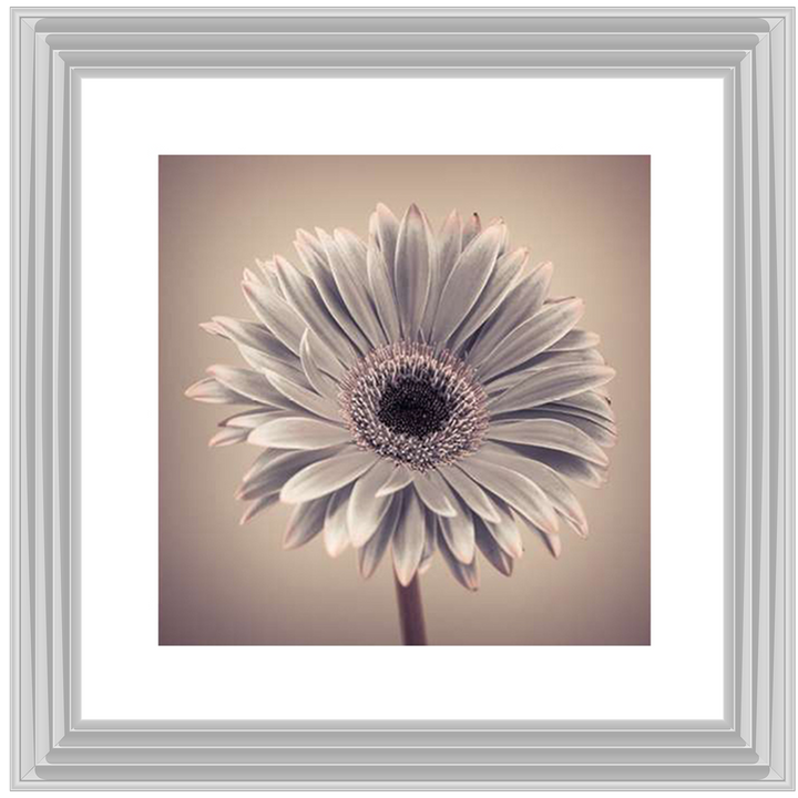 FL013 Pink Gerbera 1