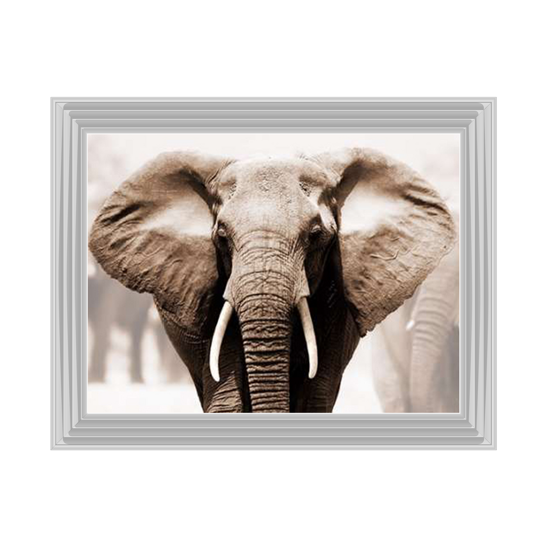 AN071 African Elephant