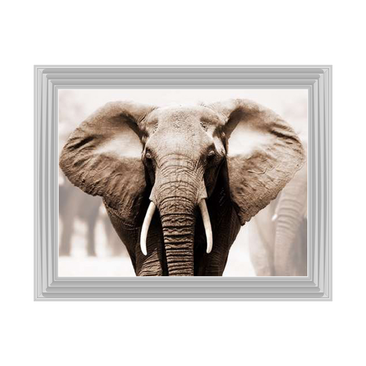 AN071 African Elephant