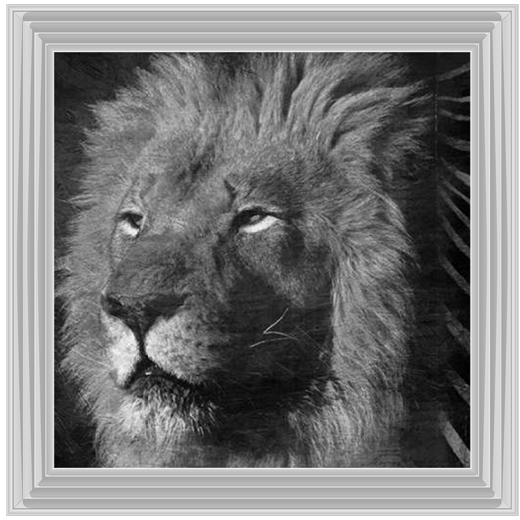 AN047 Animal Instincts Black And White