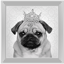 AN056 Pug