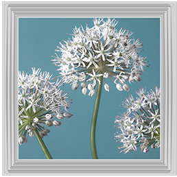 FL043 Three Alliums