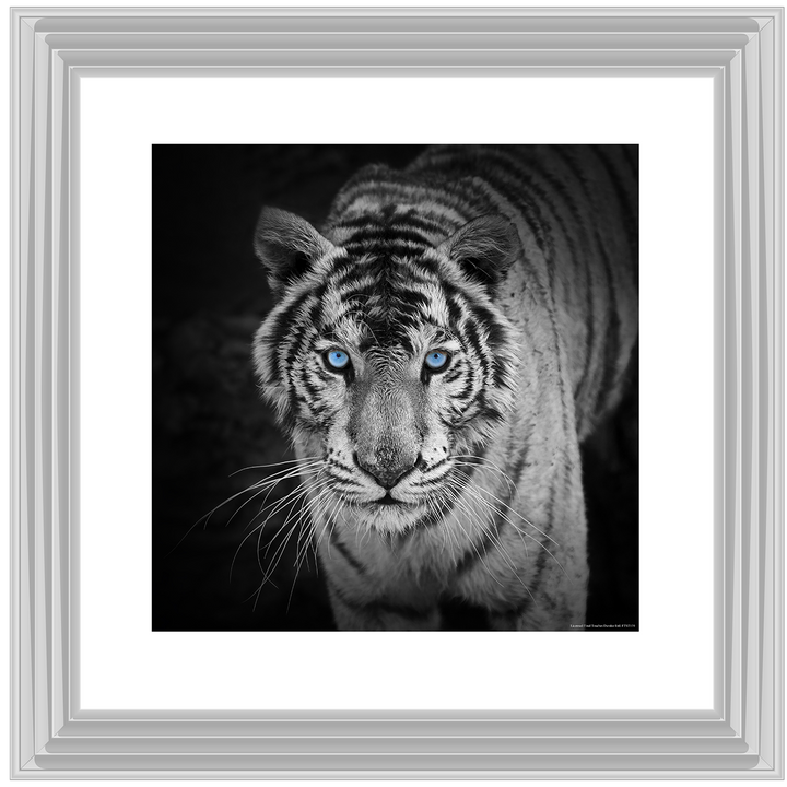 AN001 Blue Eyes Tiger