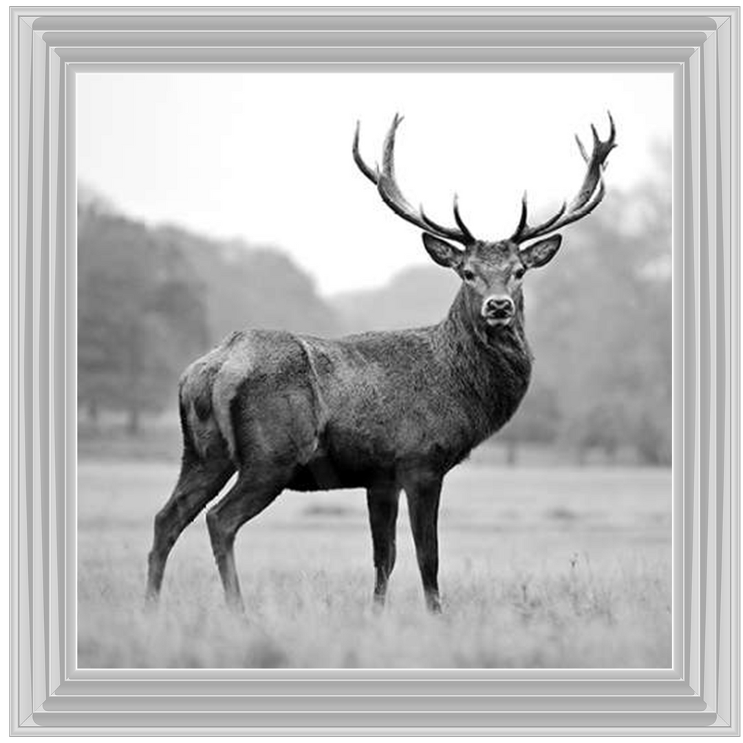 AN007 Proud Deer