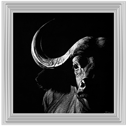 Wildlife Scratchboards VIII