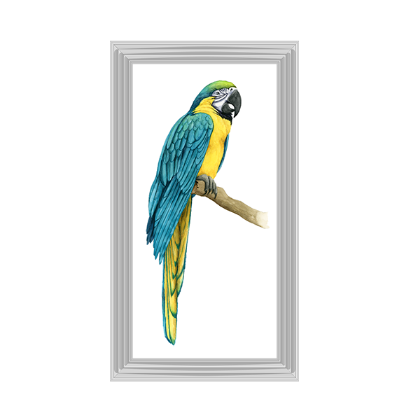 Teal Macaw I
