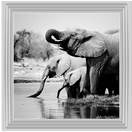 AN037 Namibia Elephants