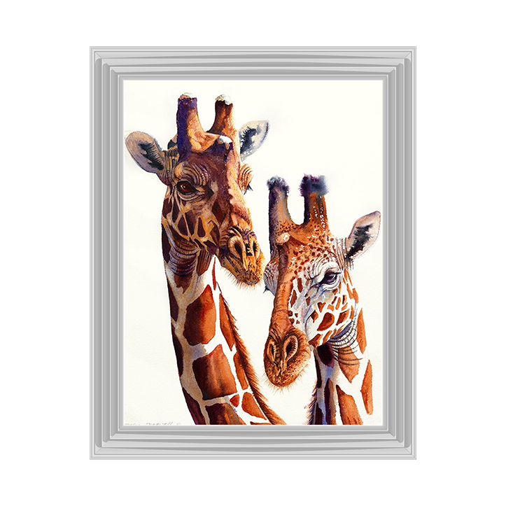 Safari Giraffes