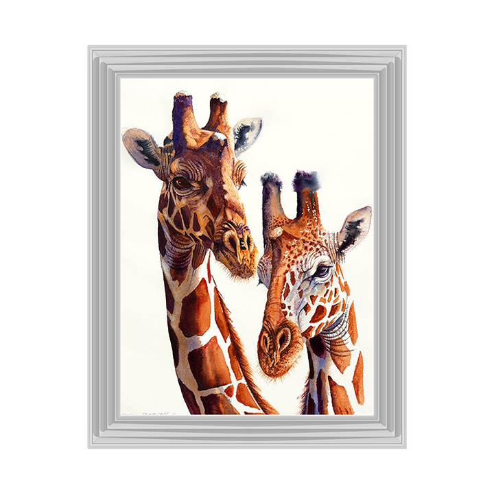 Safari Giraffes