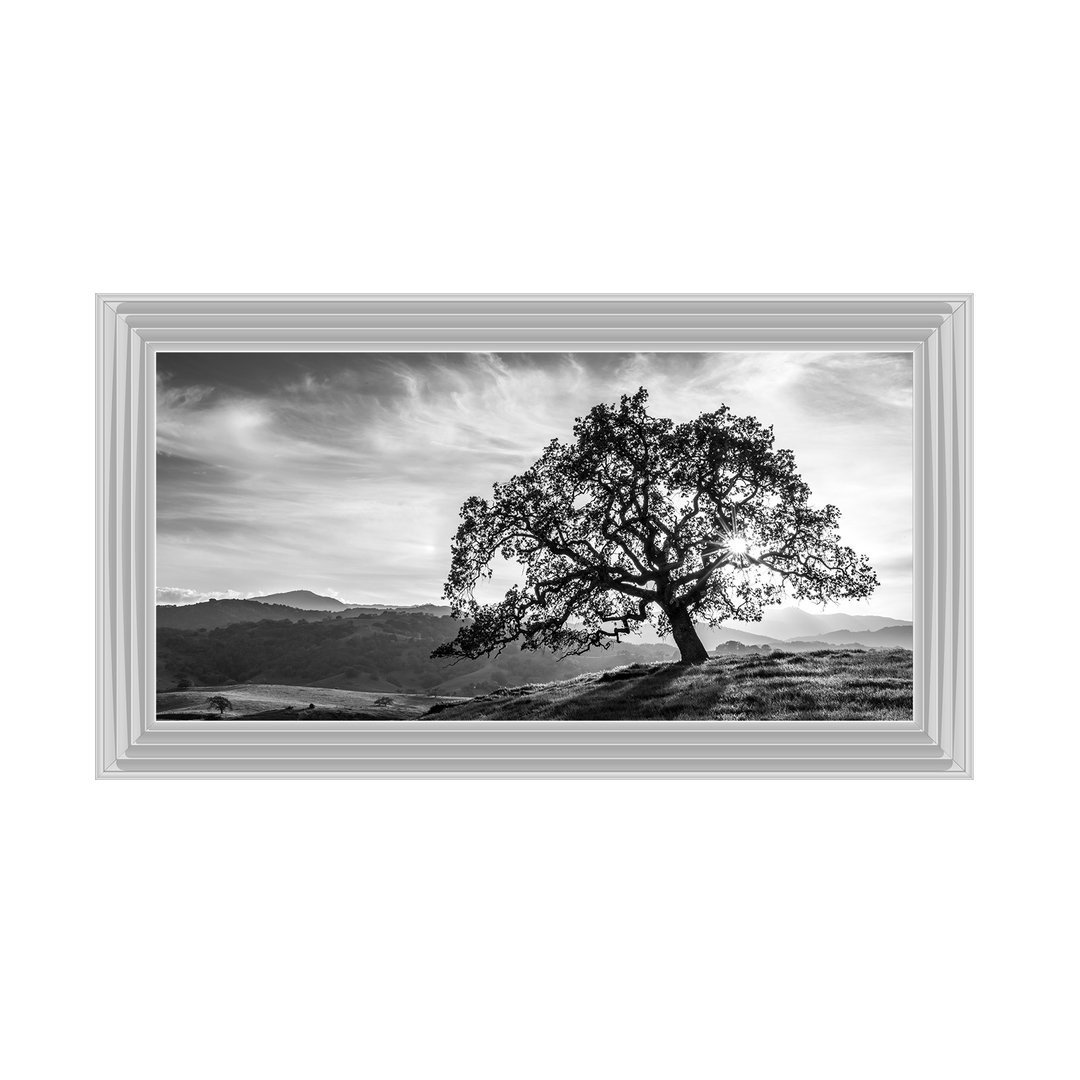 Lone tree black and white