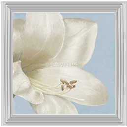 FL017 White amaryllis I
