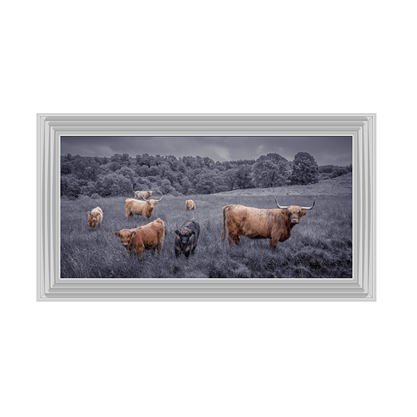 Highland Cows Black & White