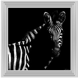 Wildlife Scratchboards IV