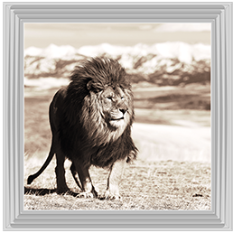 AN046 African Animals Series - Lion A