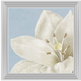 FL018 White amaryllis II