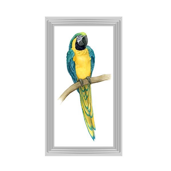 Teal Macaw II