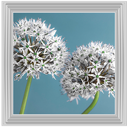 Two Allium flowers