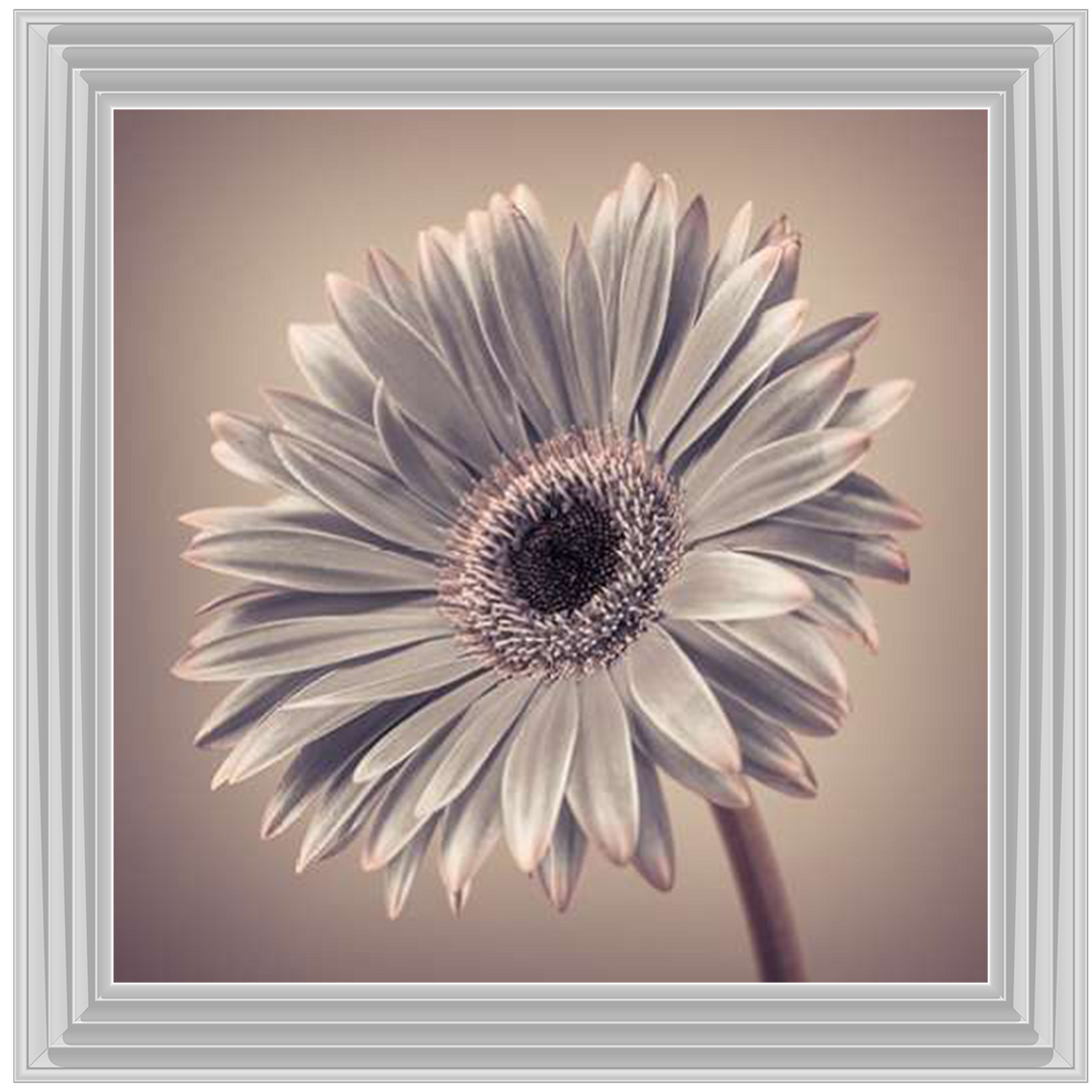 FL014 Pink Gerbera 2