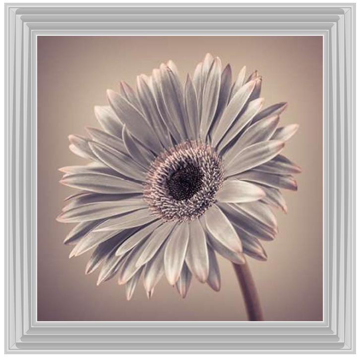FL014 Pink Gerbera 2
