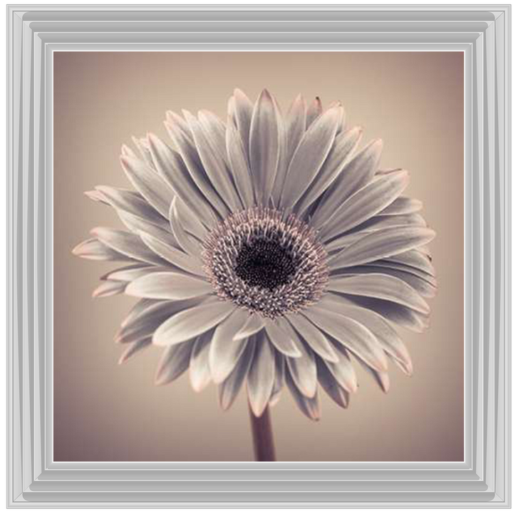 FL013 Pink Gerbera 1
