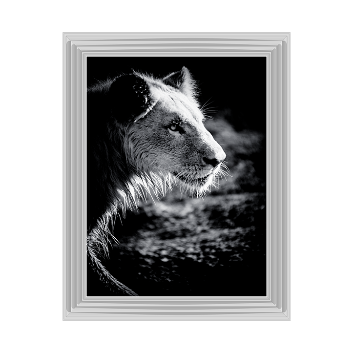 Male Lion III