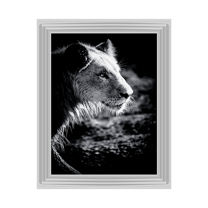 Male Lion III