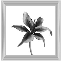 FL012 Lily