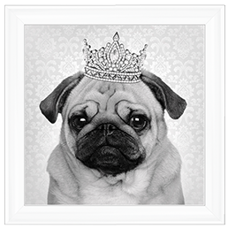 AN056 Pug