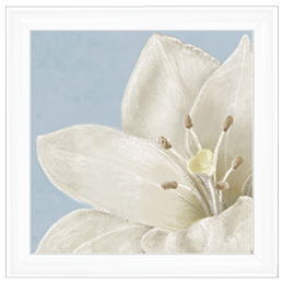 FL018 White amaryllis II