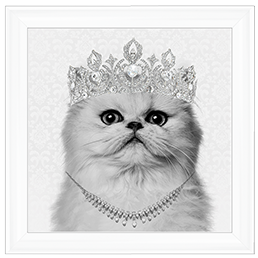 Cat AN057