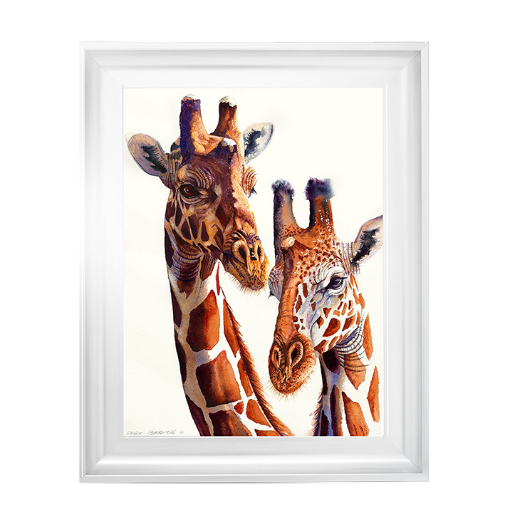 Safari Giraffes