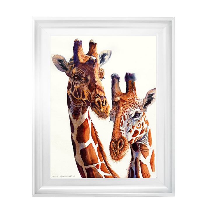 Safari Giraffes