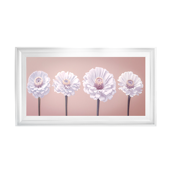 Four Zinnias in a row nude pink