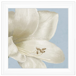 FL017 White amaryllis I