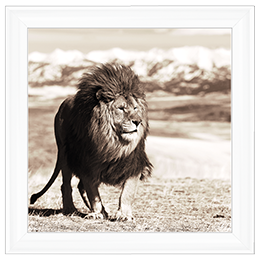 AN046 African Animals Series - Lion A