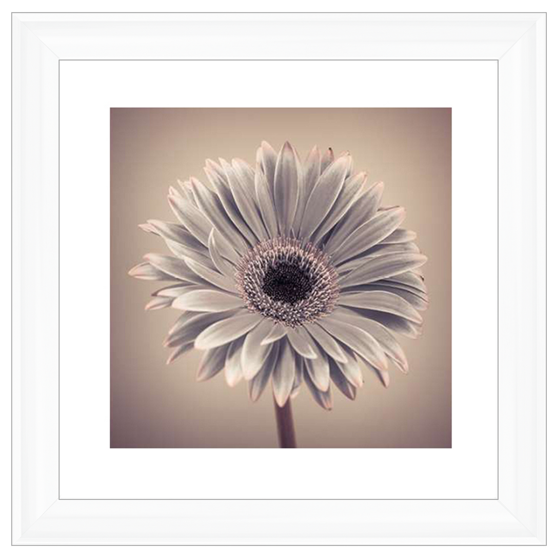 FL013 Pink Gerbera 1