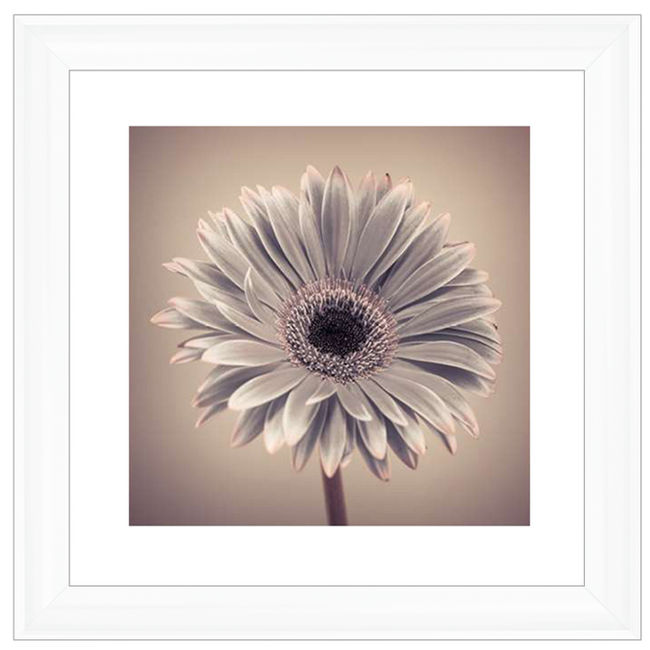 FL013 Pink Gerbera 1