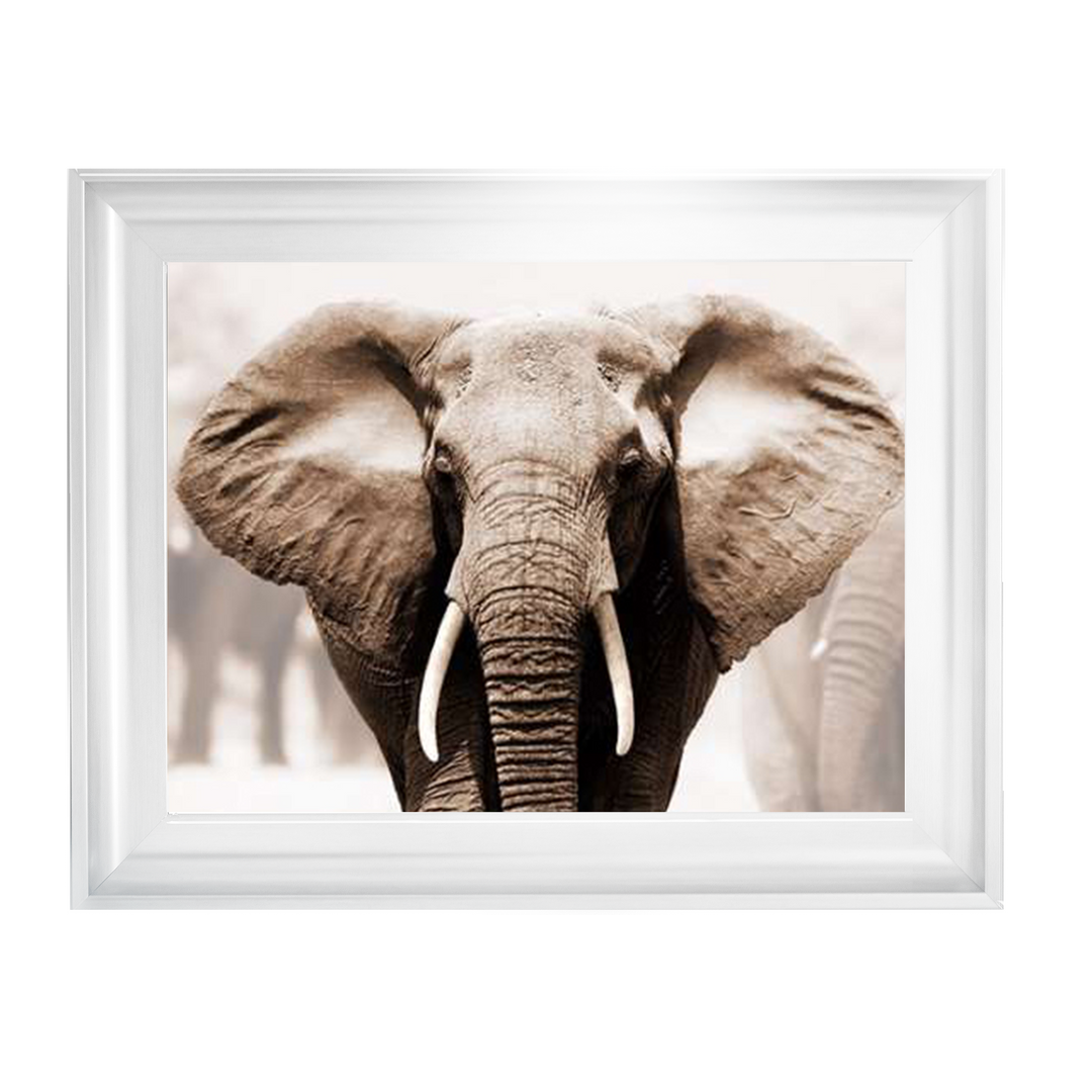 AN071 African Elephant