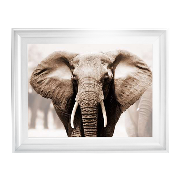 AN071 African Elephant