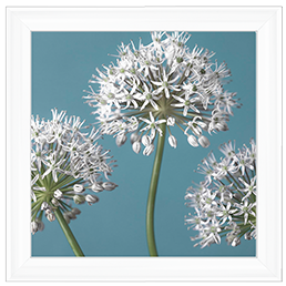 FL043 Three Alliums