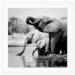 AN037 Namibia Elephants