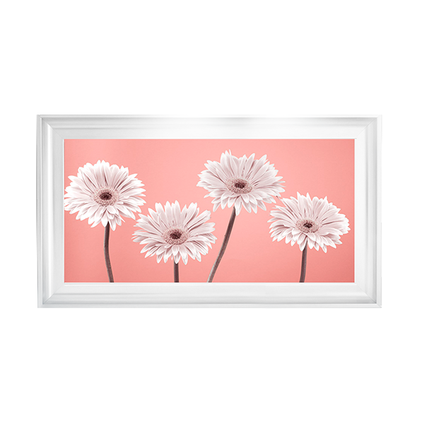 Four Gerberas Nude/White