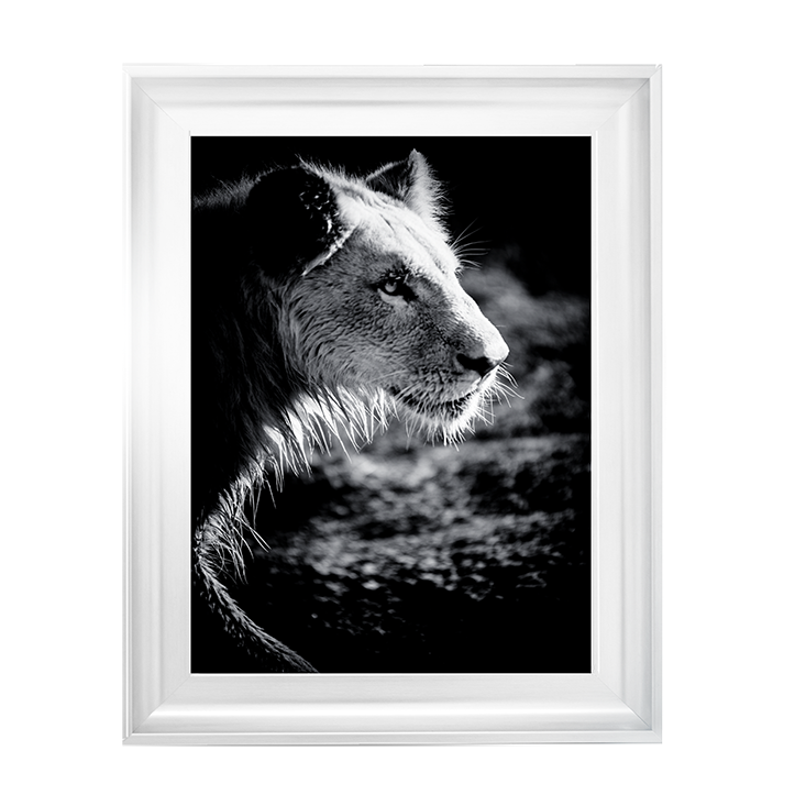 Male Lion III